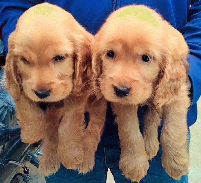 Order Female Cocker Spaniel Puppy from Goa
